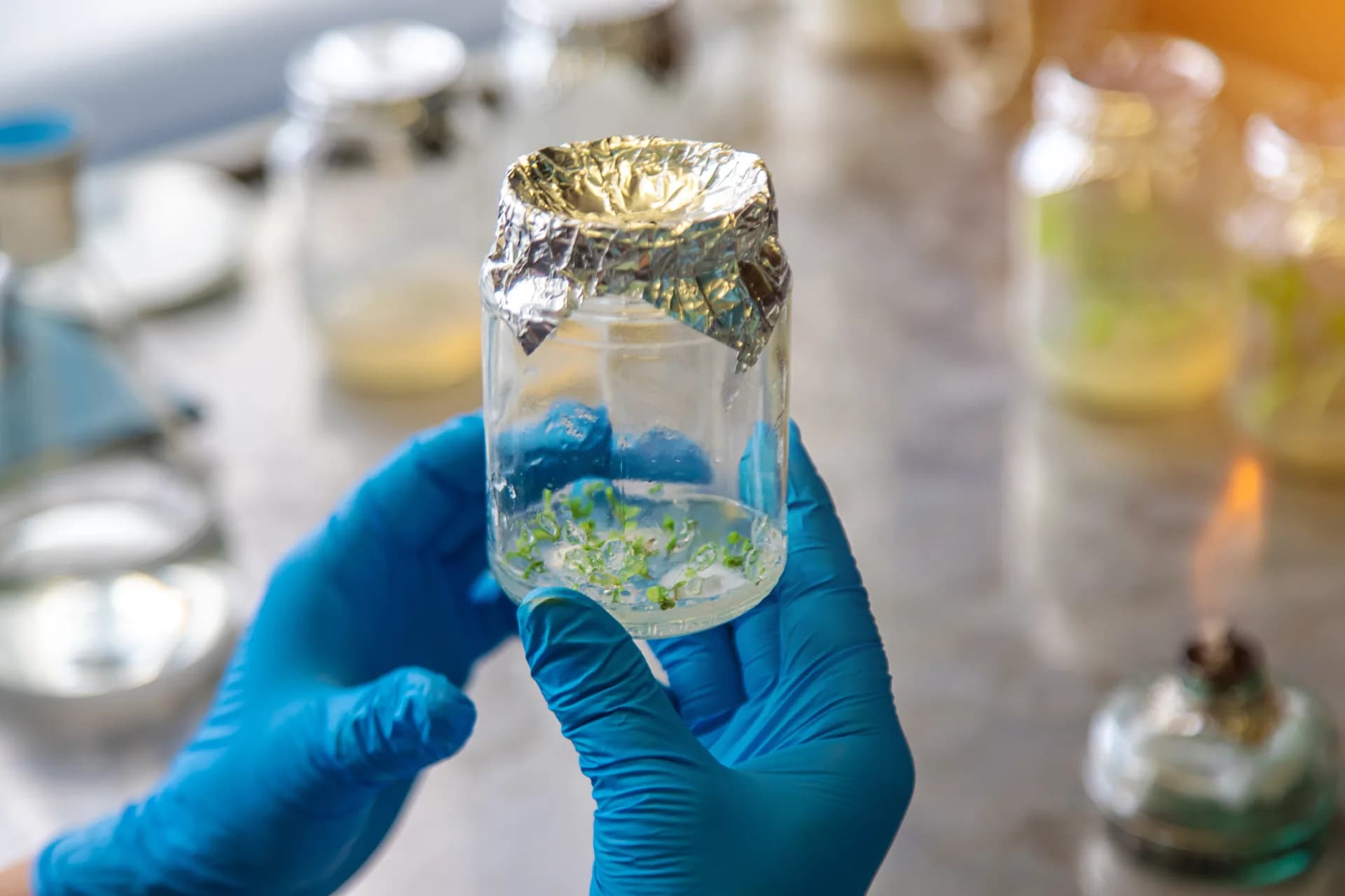Microalgas en acuicultura: reduce tu huella de carbono